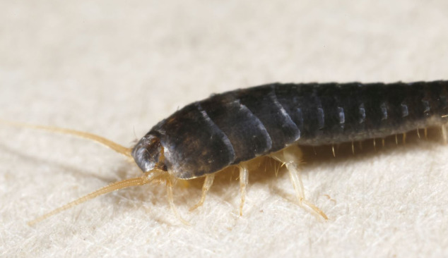 Silverfish in the Bathroom – How to Get Rid of Them