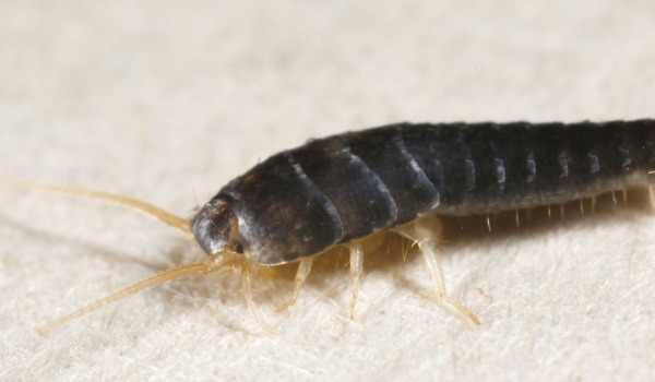 How to Get Rid of Silverfish in the Bathroom - A Step-by-Step Guide